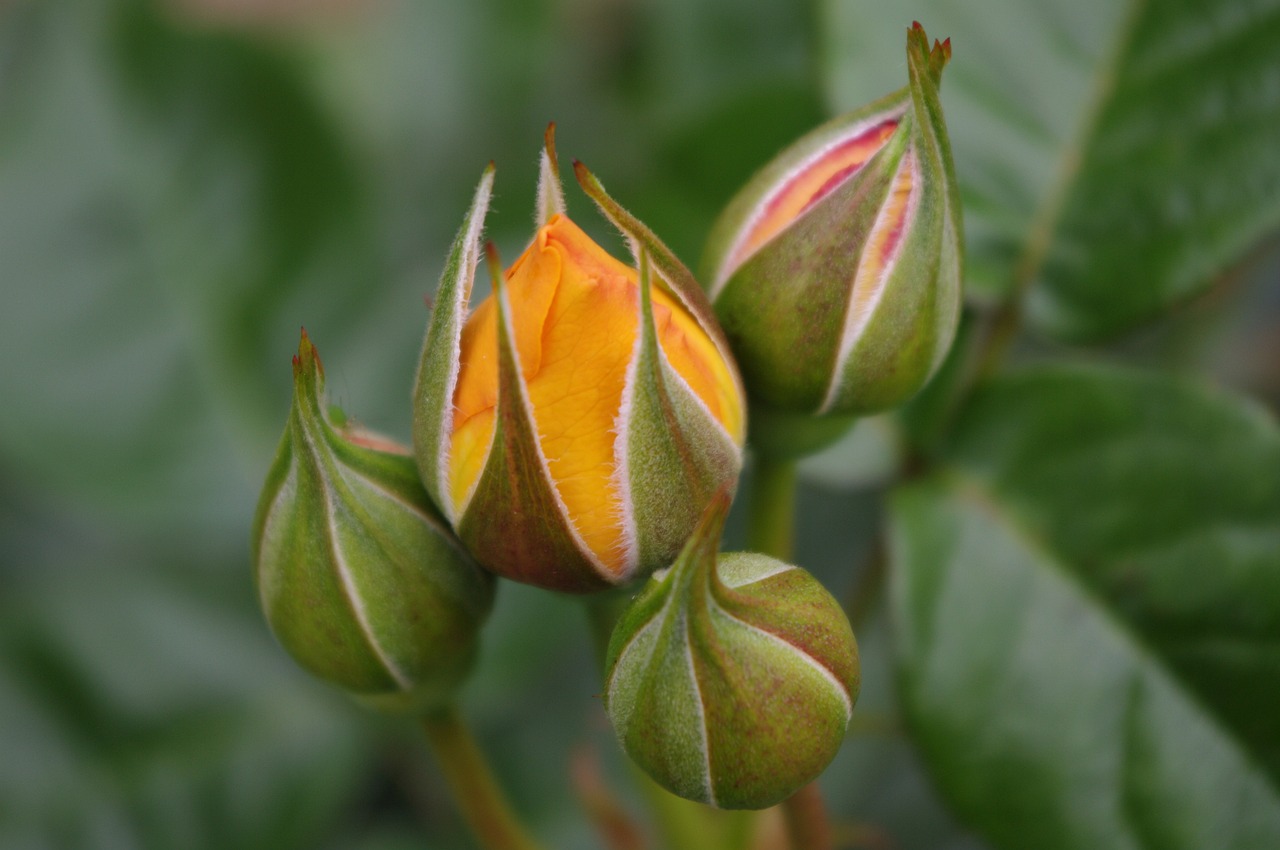 Plant in Ireland