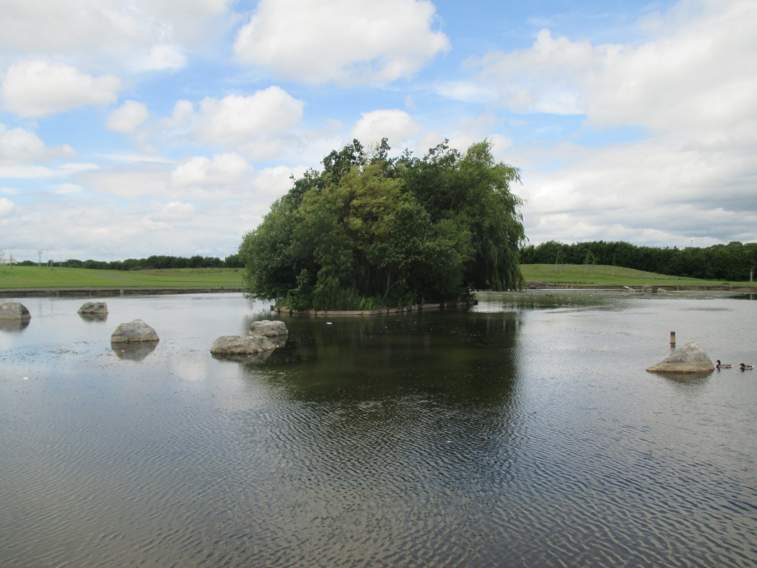 28 parks project - Darndale Park - this pond was found to contain the legally protected Groenlandia densa