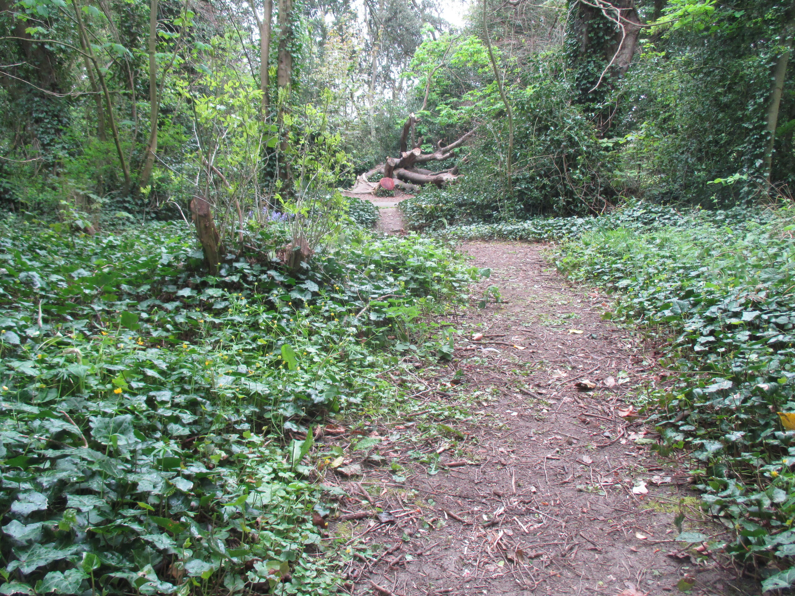 28 parks project - St. Anne's Park - nice woodland ground flora