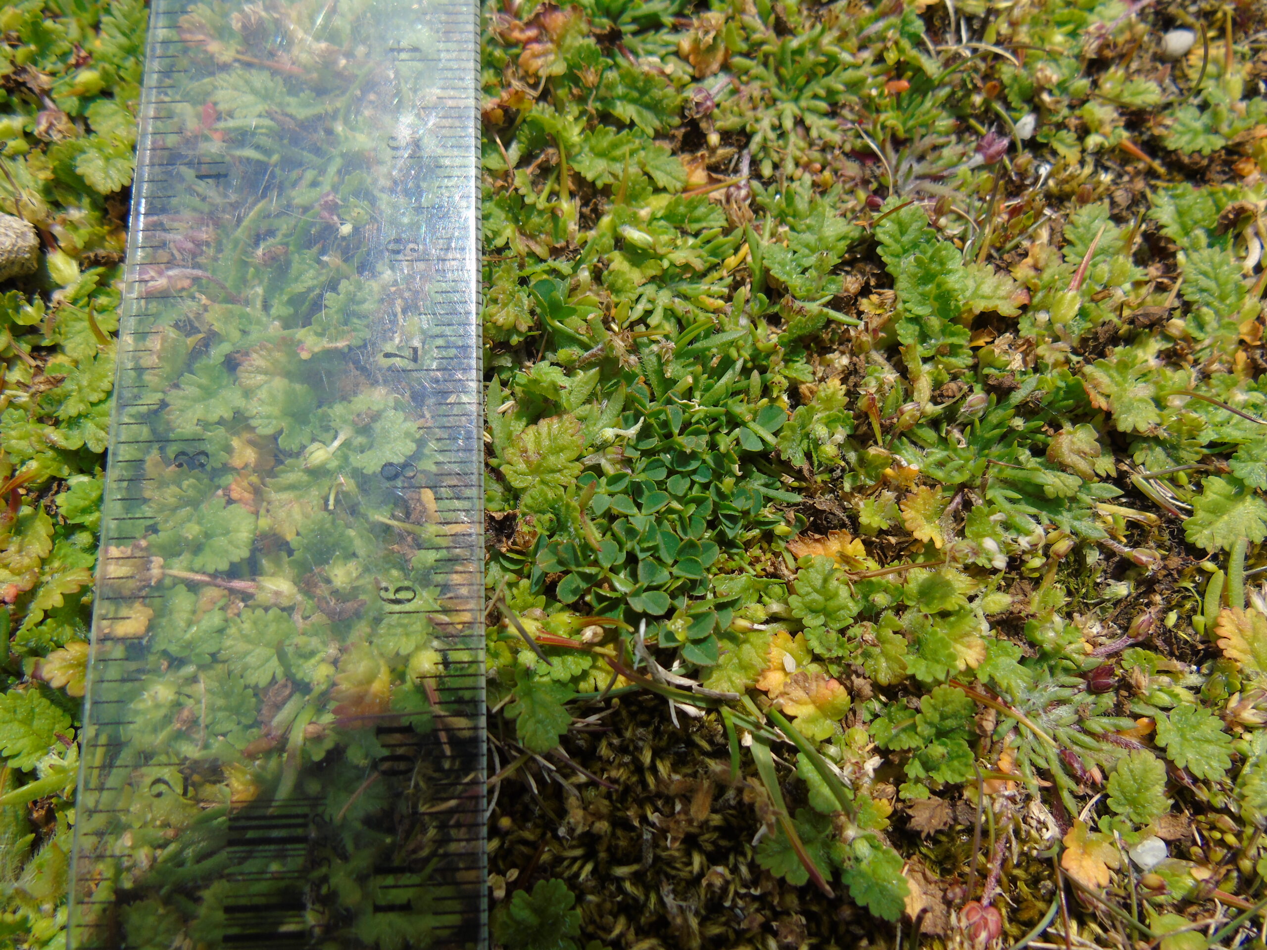 Dalkey Island rare plant survey - the miniscule Trifolium occidentale