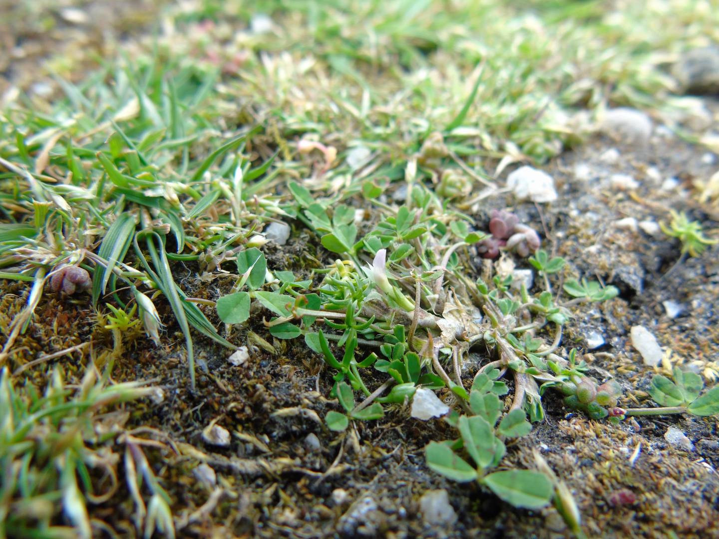 Dalkey Island rare plant survey - the miniscule Trifolium ornithopodioides