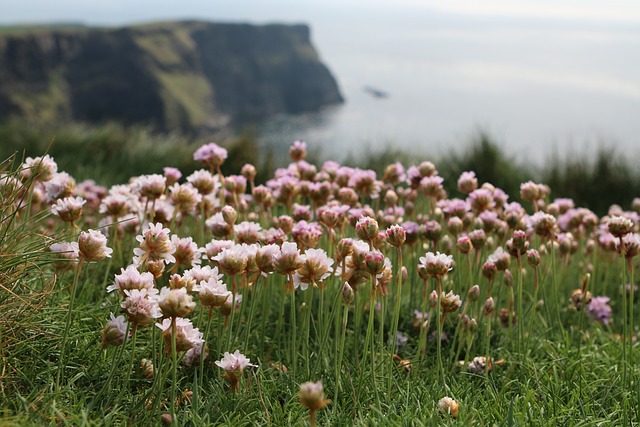 Botanical Identification Training Ireland