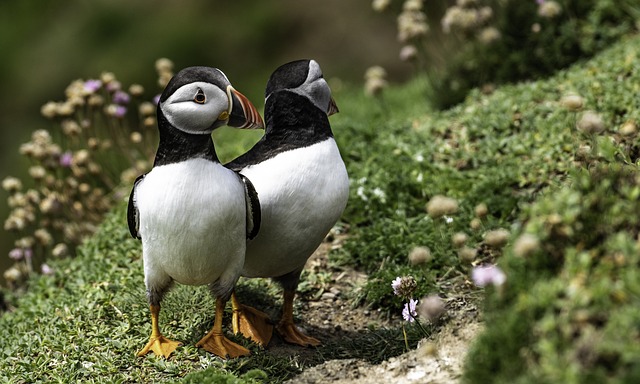 Environmental Impact Assessment - Biodiversity Chapters in Ireland