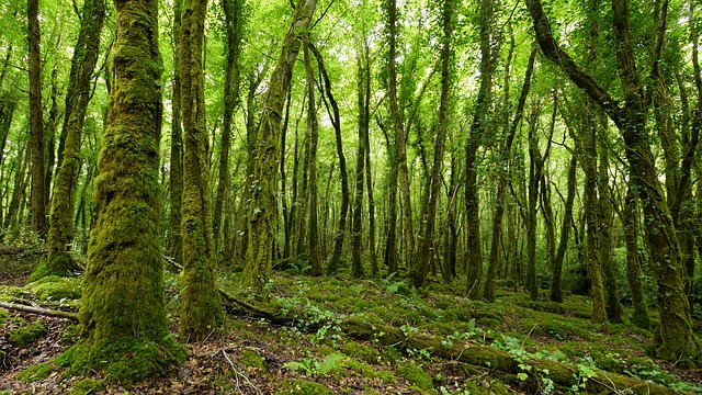 Habitat Management and Monitoring Ireland